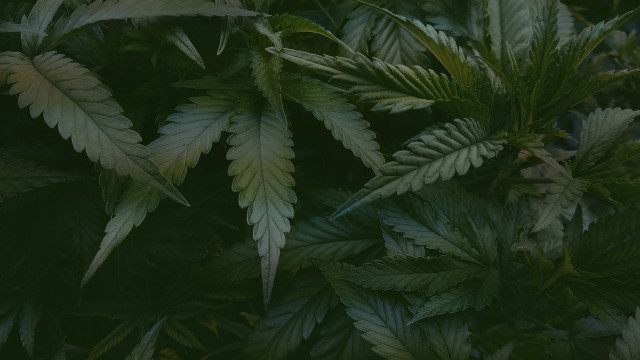 Tips for Growing Marijuana