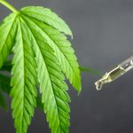 What are the Recreational and Medical uses of Marijuana?